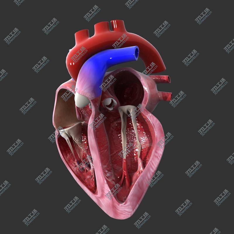 images/goods_img/2021040234/Heart cross section Animated model/4.jpg